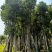 香樟骨架10-30分，基地直销，一手货源，大量低价出售