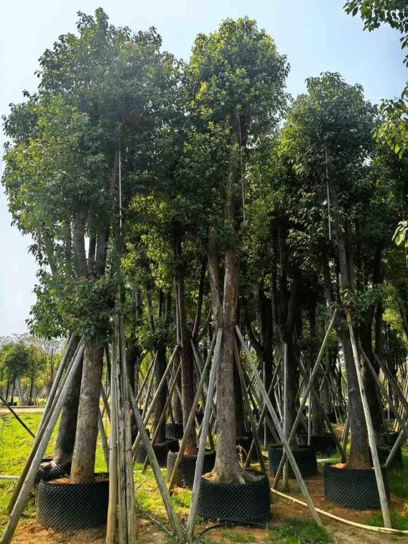 香樟骨架10-30分，基地直销，一手货源，大量低价出售