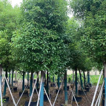 香樟骨架10-30分，基地直销，一手货源，大量低价出售