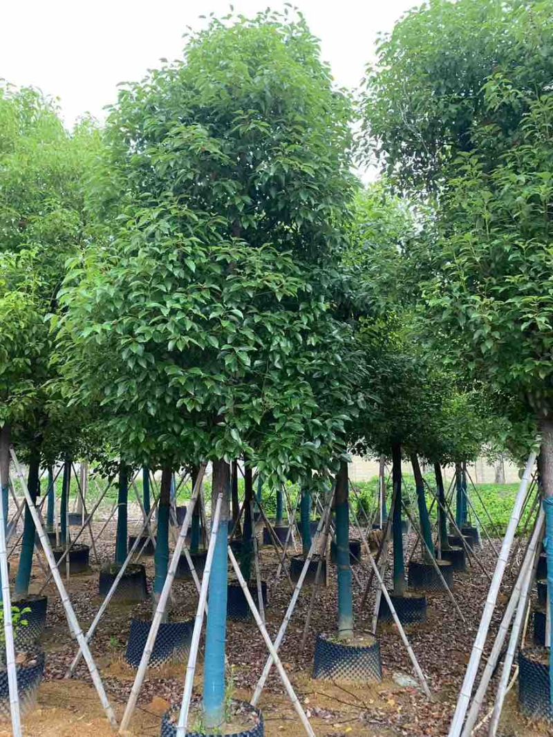 香樟骨架10-30分，基地直销，一手货源，大量低价出售