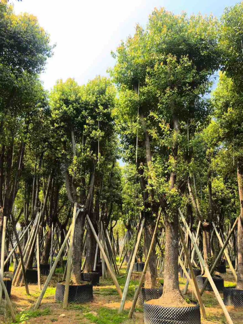 香樟骨架10-30分，基地直销，一手货源，大量低价出售