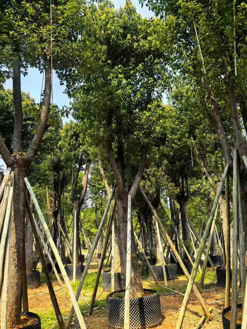 香樟骨架10-30分，基地直销，一手货源，大量低价出售