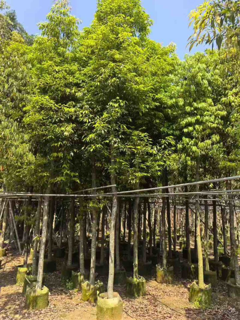 金丝楠木3-30分，基地直销，一手货源，大量超低价出售