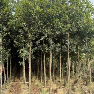 金丝楠木3-30分，基地直销，一手货源，大量超低价出售
