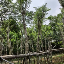 串钱柳，4-5公分，规格齐全，基地直销