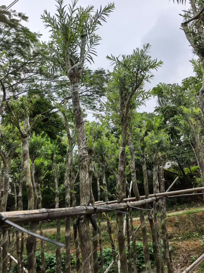 串钱柳，4-5公分，规格齐全，基地直销
