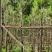 串钱柳，4-5公分，规格齐全，基地直销