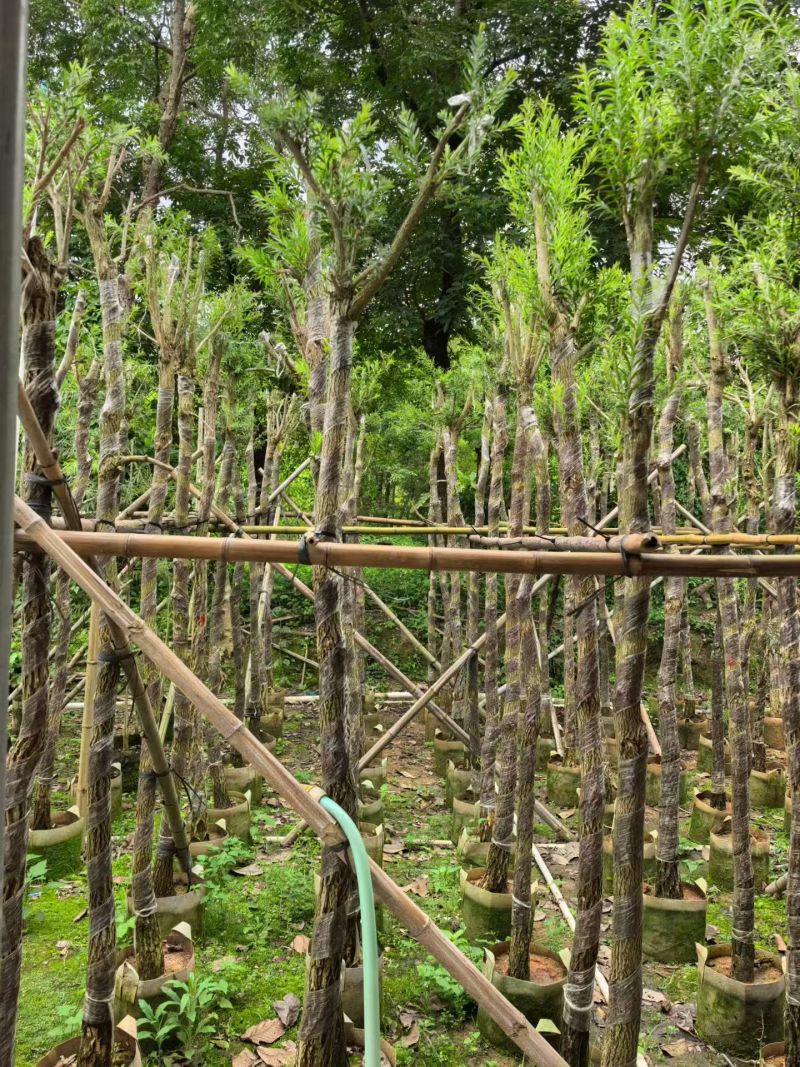 串钱柳，4-5公分，规格齐全，基地直销
