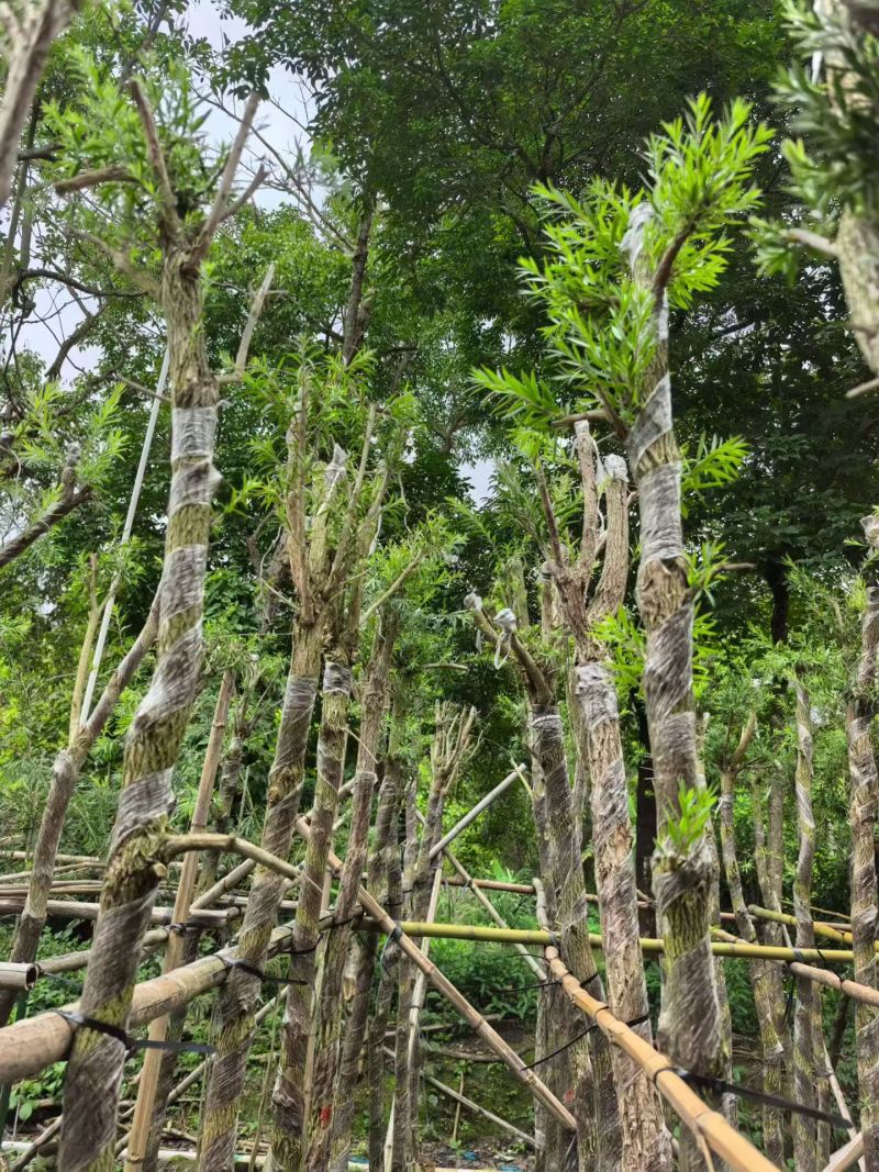 串钱柳，4-5公分，规格齐全，基地直销