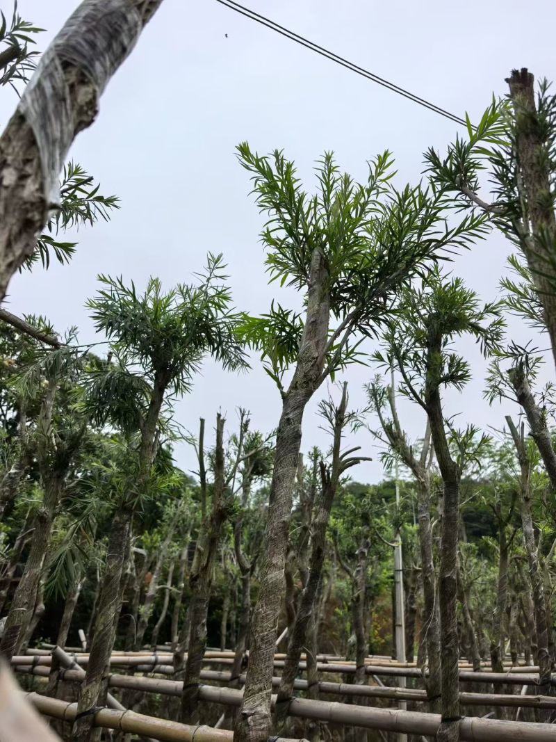串钱柳，4-5公分，规格齐全，基地直销