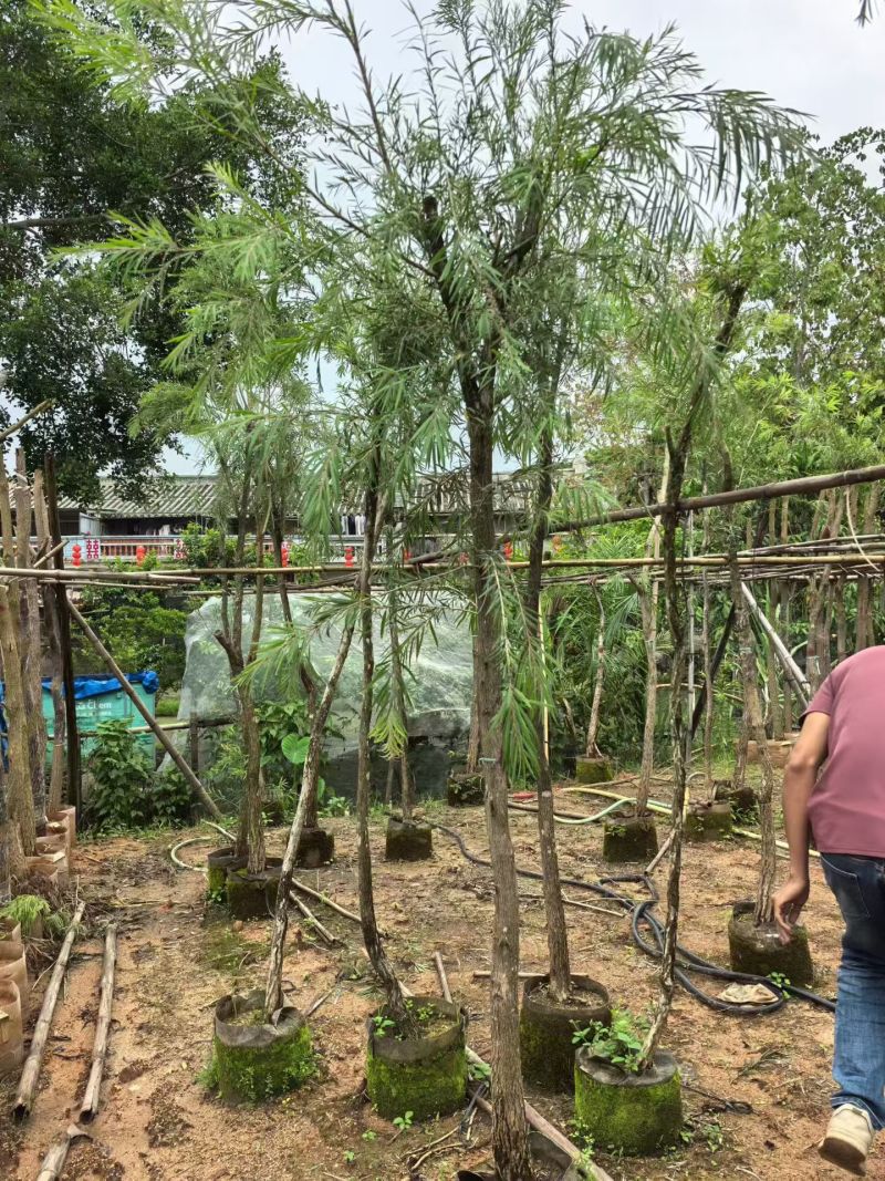 串钱柳，4-5公分，规格齐全，基地直销