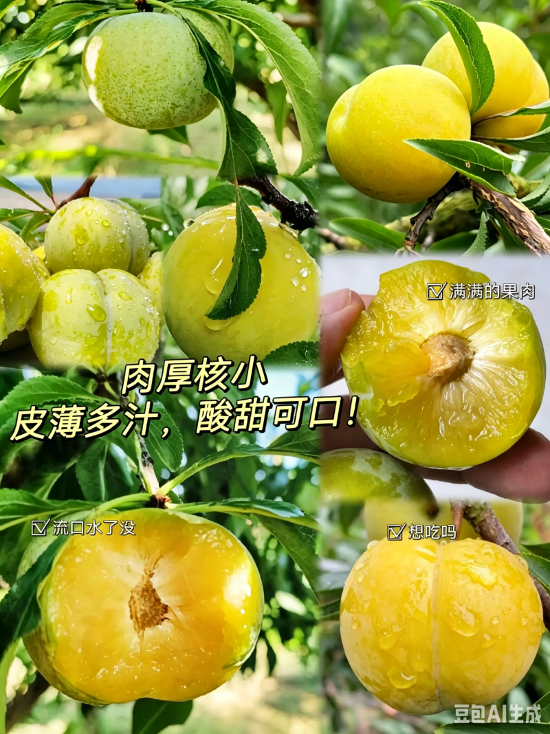 六马蜂糖李