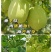 翡翠香芋冬瓜，香味十足