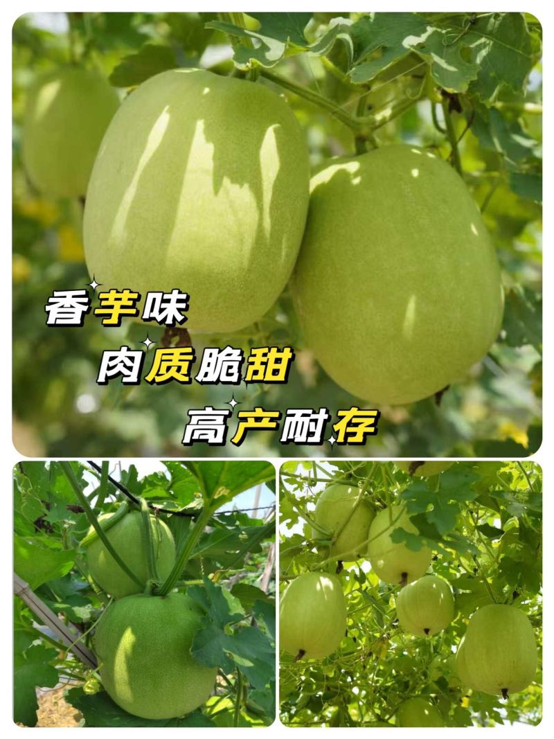 翡翠香芋冬瓜，香味十足