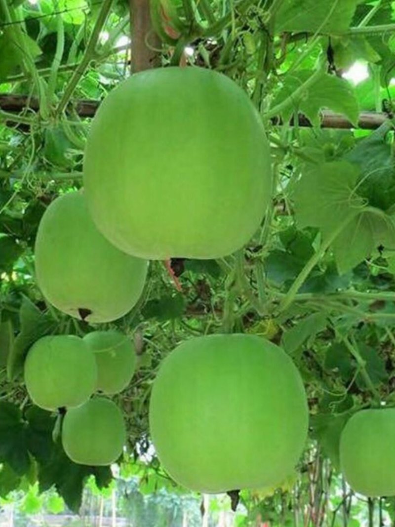 翡翠香芋冬瓜，香味十足