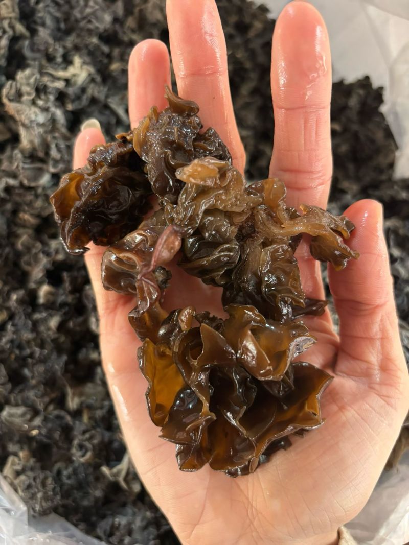 精选东北林区头茬秋耳，天然椴木培育，山泉滋养，