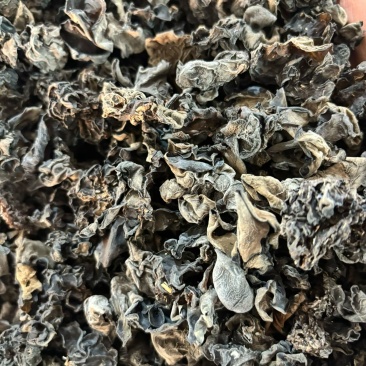 精选东北林区头茬秋耳，天然椴木培育，山泉滋养，