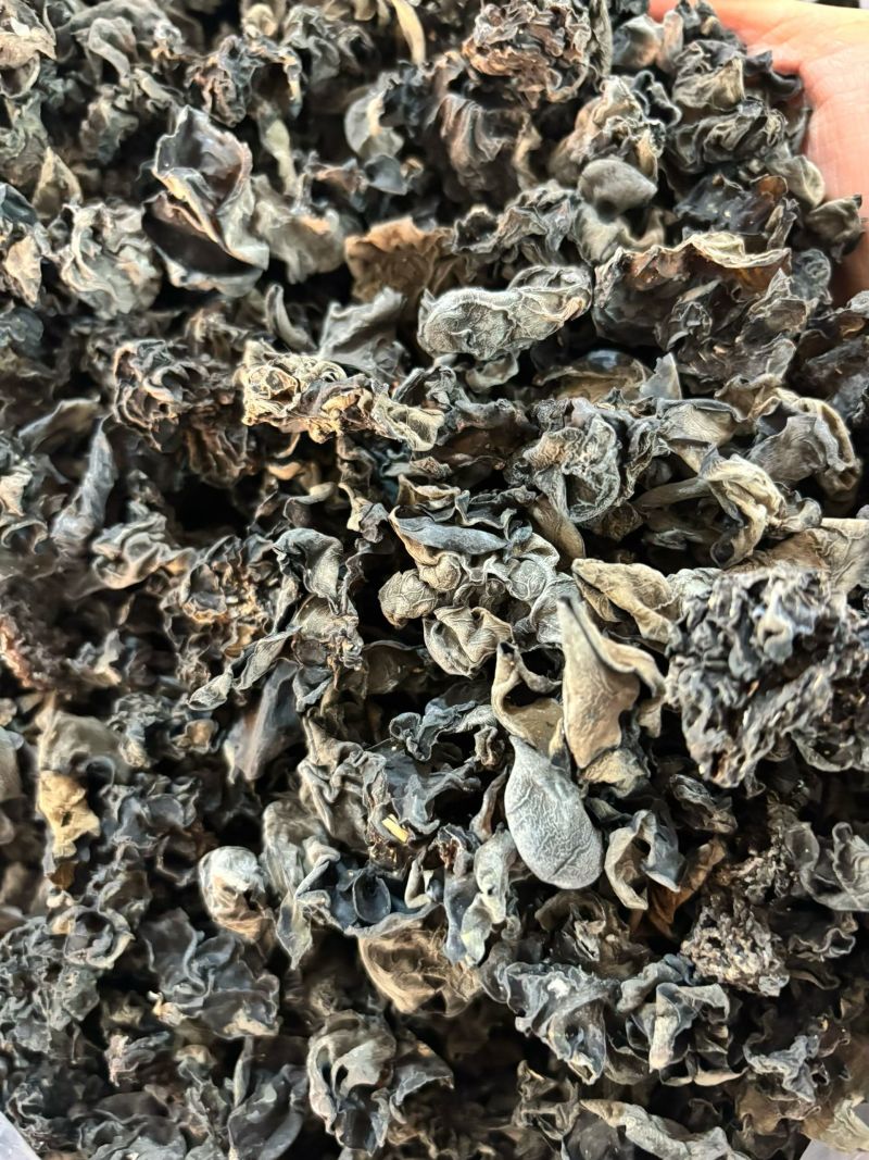 精选东北林区头茬秋耳，天然椴木培育，山泉滋养，