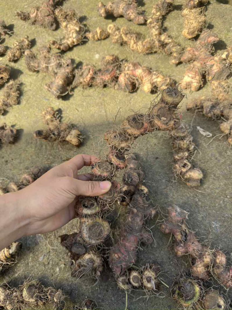 野生苦黄精可以大量出货，需要的随时联系