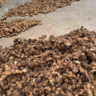 野生苦黄精可以大量出货，需要的随时联系