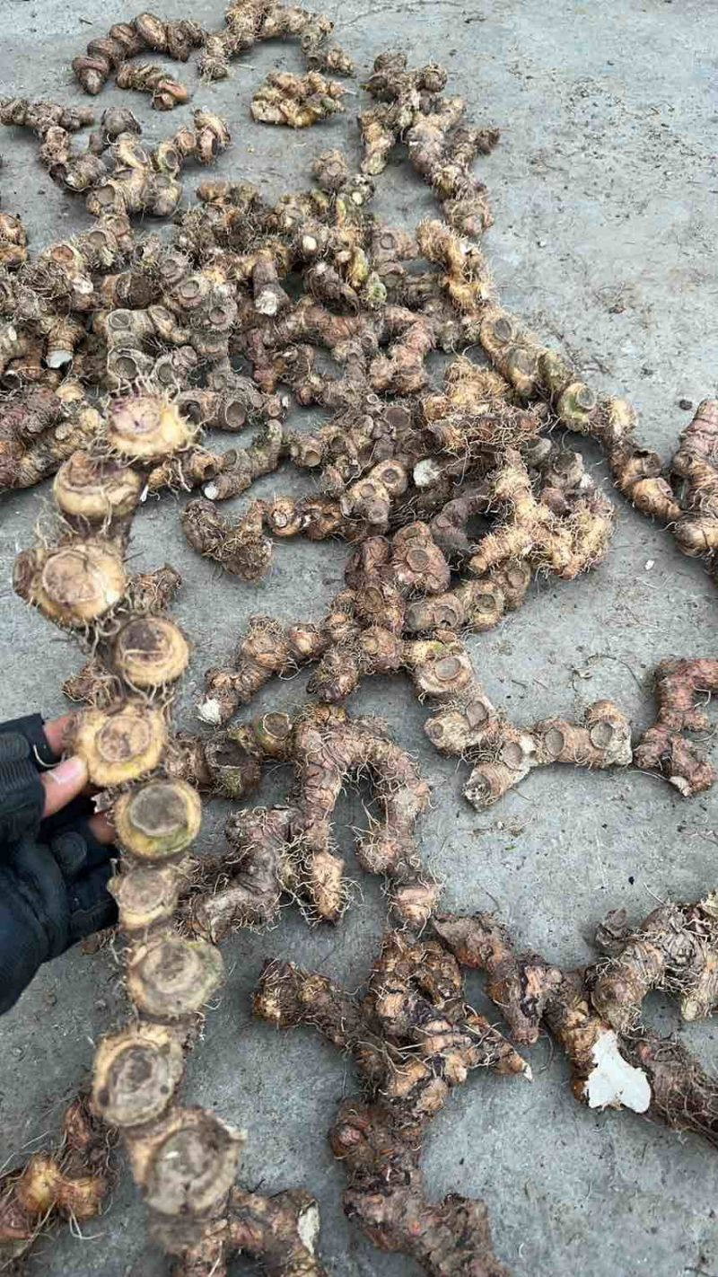 野生苦黄精可以大量出货，需要的随时联系