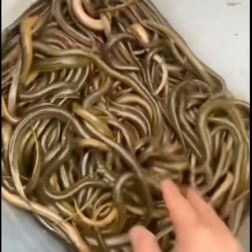 纯野生黄鳝