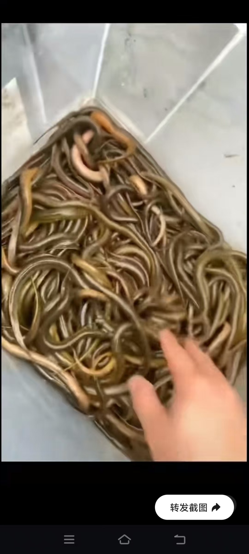 纯野生黄鳝