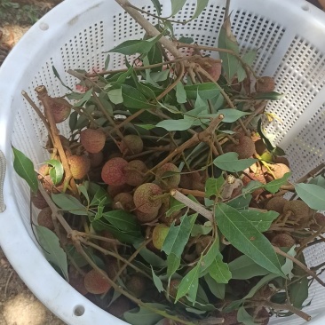800亩茂名荔枝园科技一号荔枝批6元