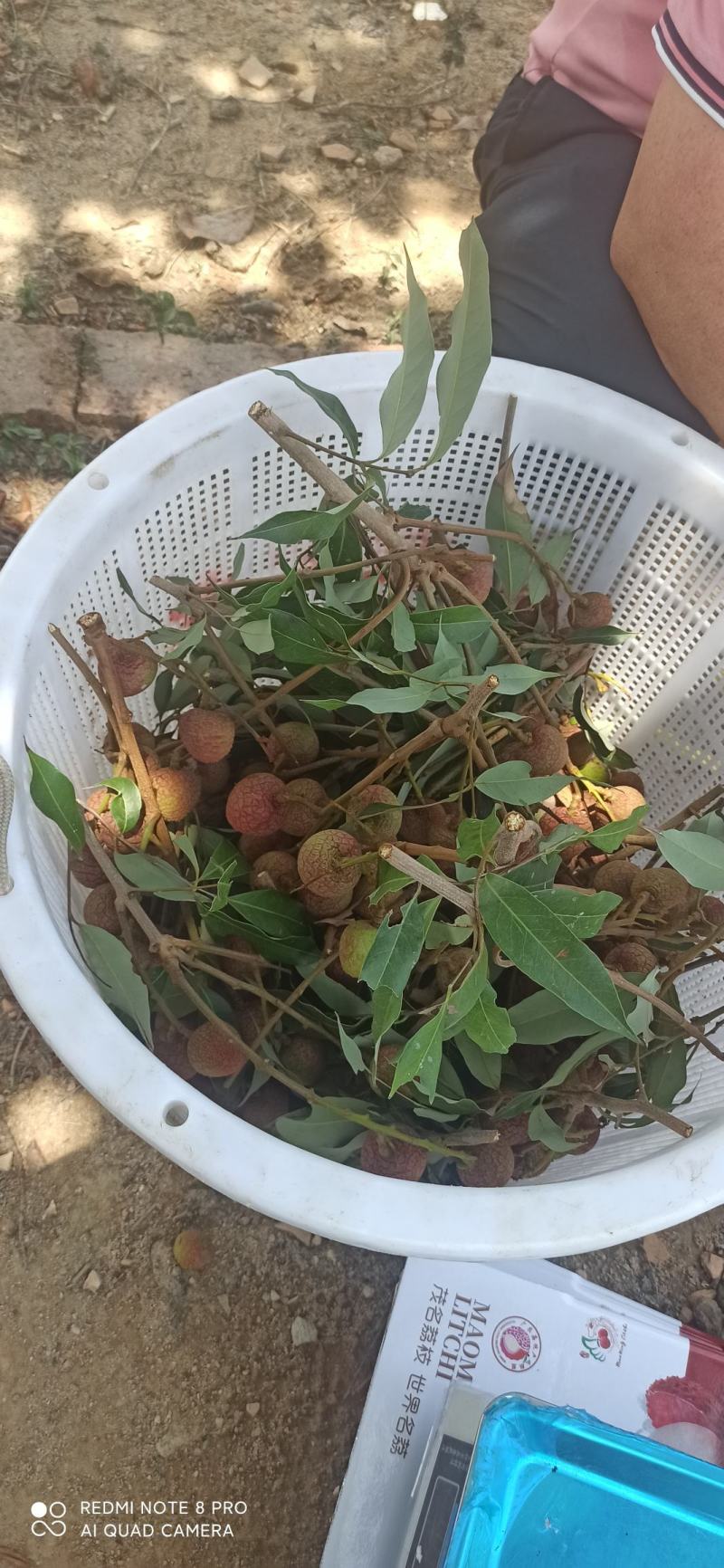 800亩茂名荔枝园科技一号荔枝批6元