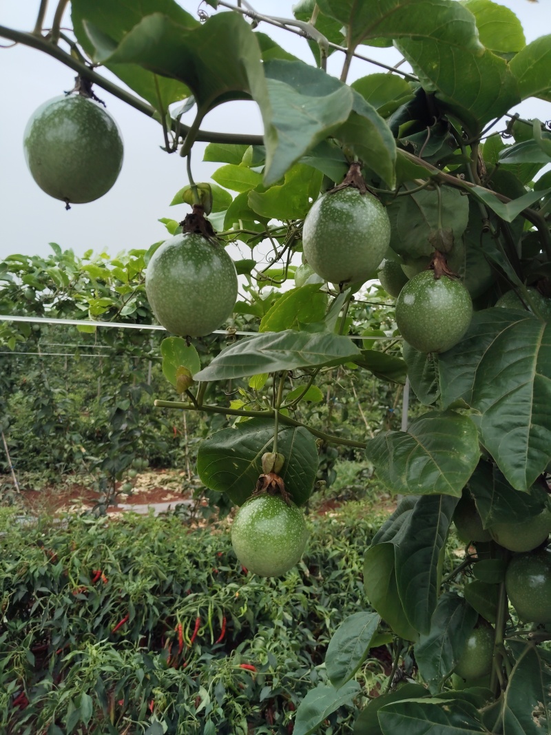 百香果现货