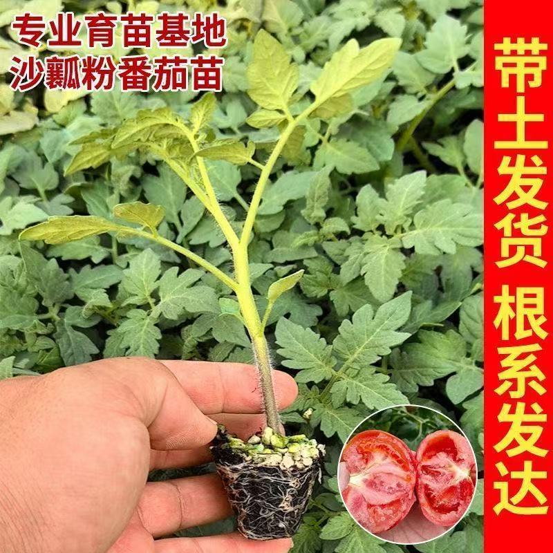 黄千禧圣女果秧苗穴盘苗发货根系发达易成活抗病害高产苗