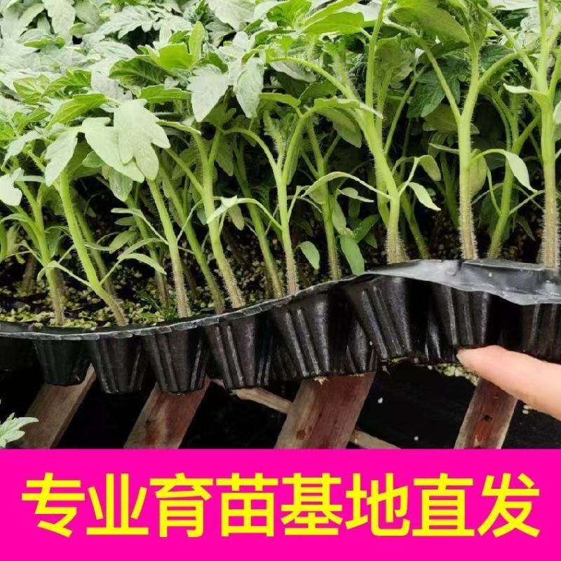 黄千禧圣女果秧苗穴盘苗发货根系发达易成活抗病害高产苗