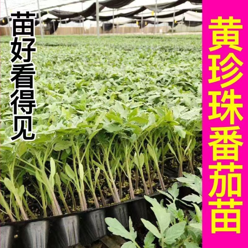 黄千禧圣女果秧苗穴盘苗发货根系发达易成活抗病害高产苗