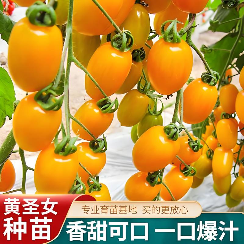 黄千禧圣女果秧苗穴盘苗发货根系发达易成活抗病害高产苗