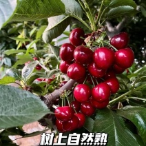 预售，大山露天美早樱桃，精品，通货，可包园，也可少量大量批发