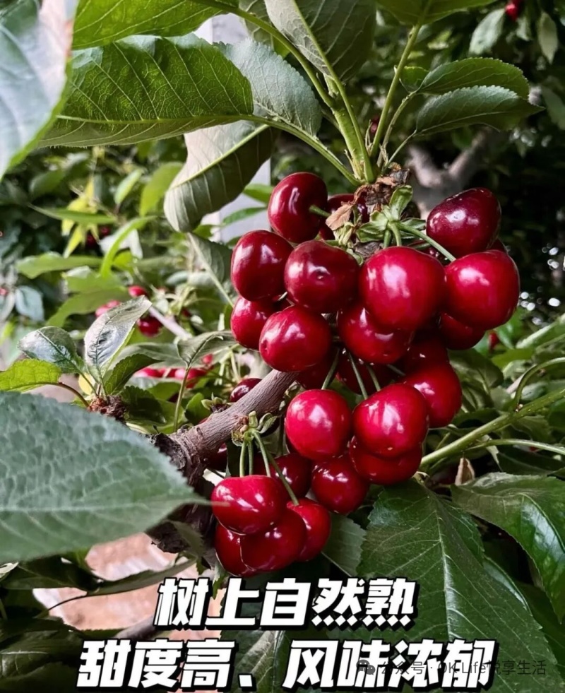 预售，大山露天美早樱桃，精品，通货，可包园，也可少量大量批发
