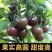 黑珍珠圣女果秧苗穴盘苗发货根系发达易成活抗病害高产苗
