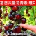 黑珍珠圣女果秧苗穴盘苗发货根系发达易成活抗病害高产苗