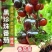 黑珍珠圣女果秧苗穴盘苗发货根系发达易成活抗病害高产苗