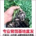 黑珍珠圣女果秧苗穴盘苗发货根系发达易成活抗病害高产苗
