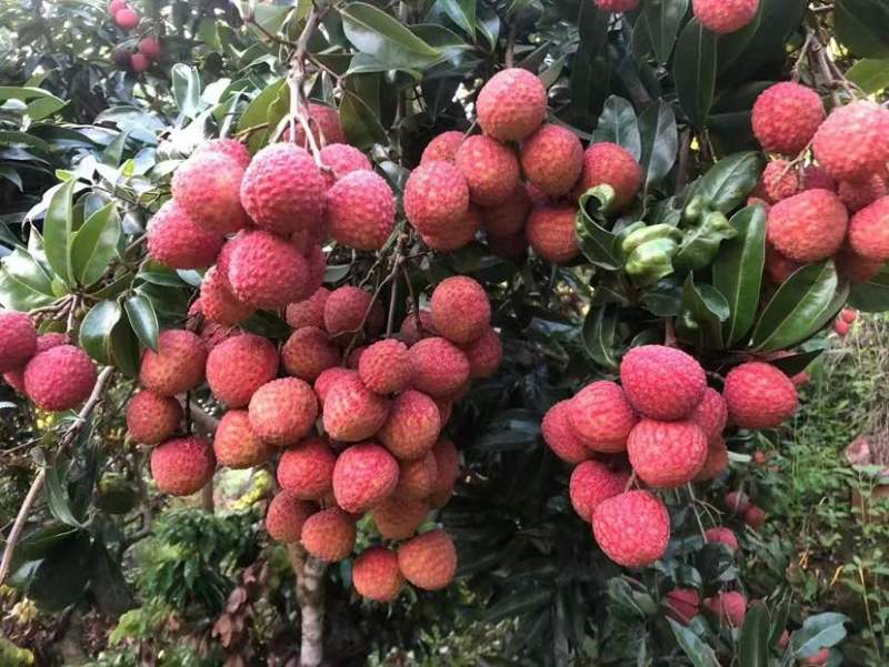 荔枝