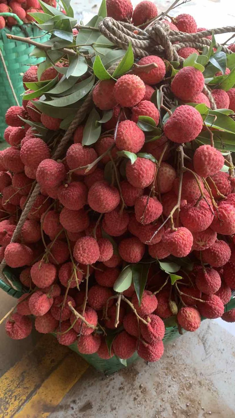 荔枝