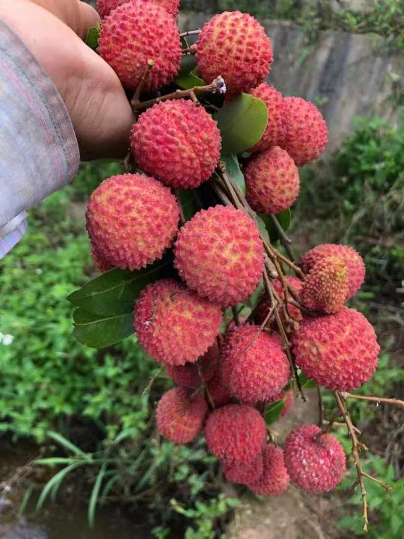 荔枝
