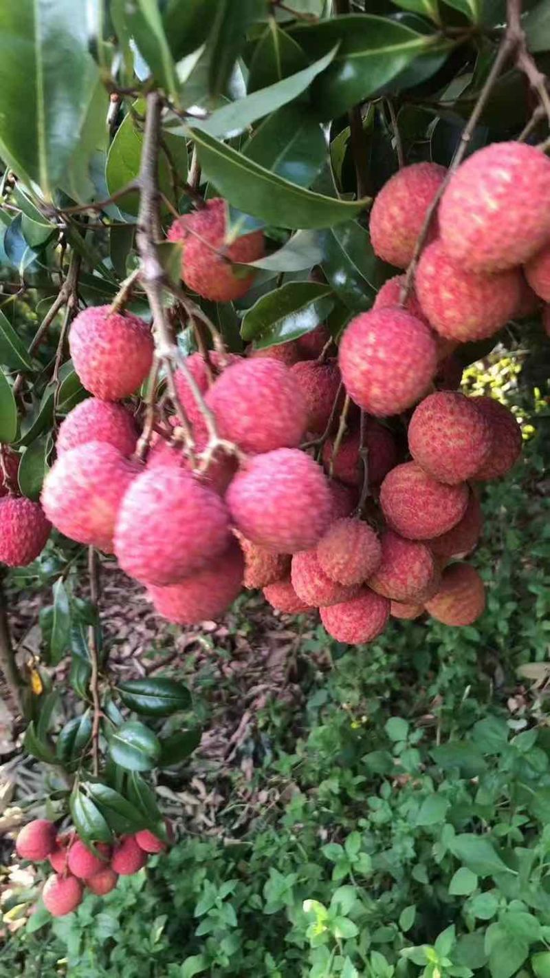 荔枝