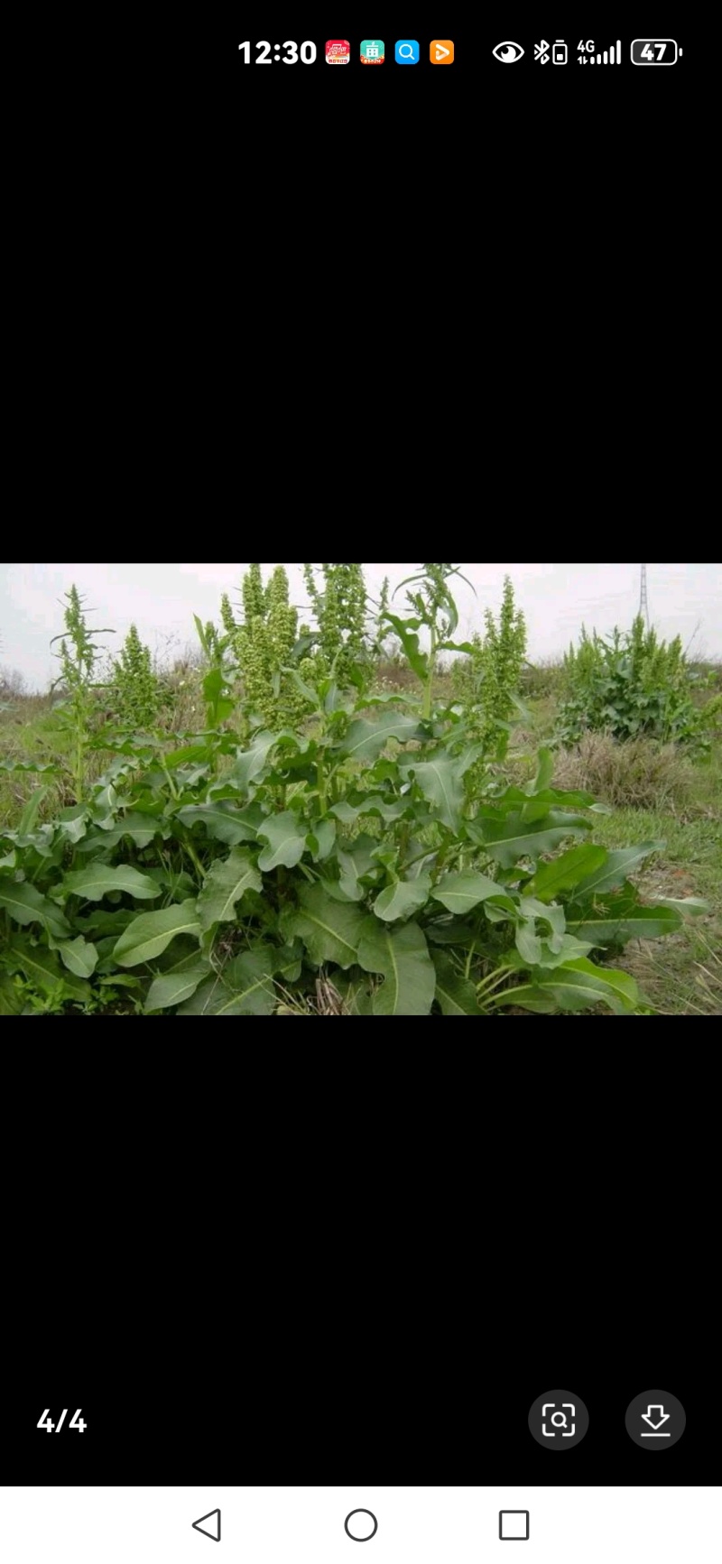纯野生的土大黄