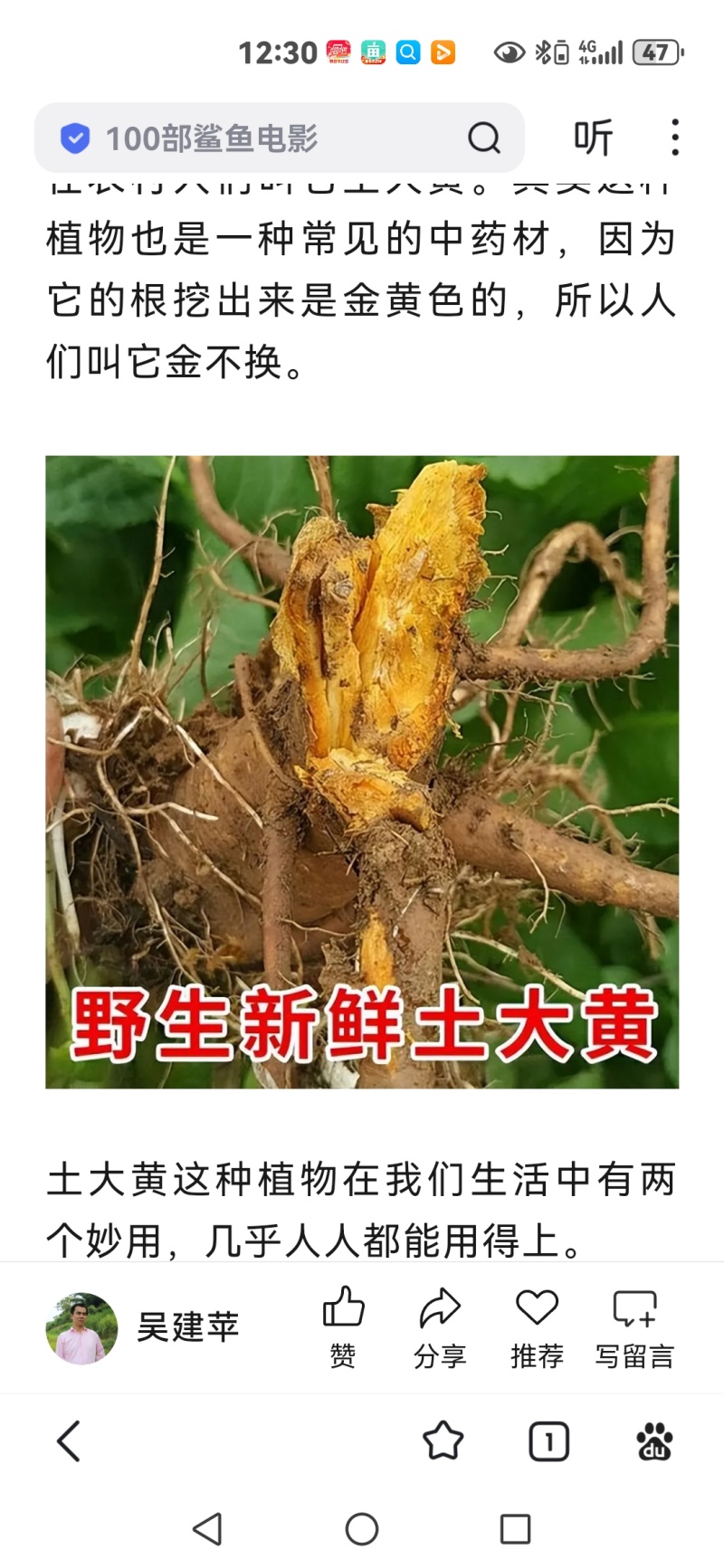 纯野生的土大黄