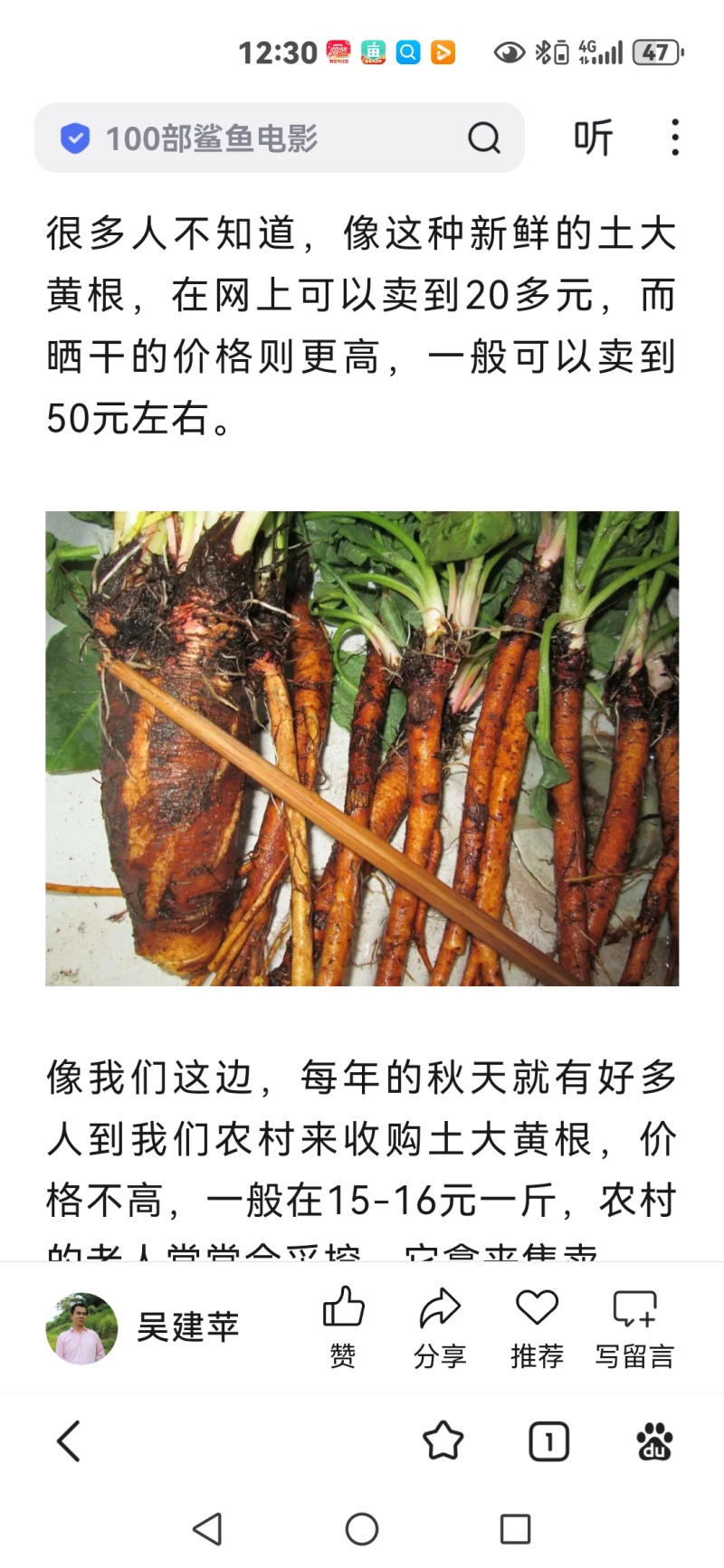 纯野生的土大黄