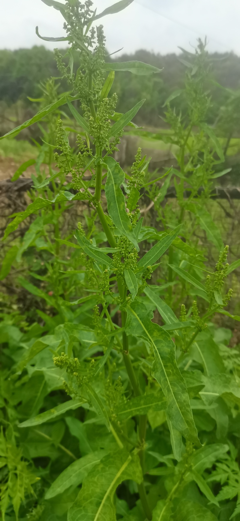 纯野生的土大黄