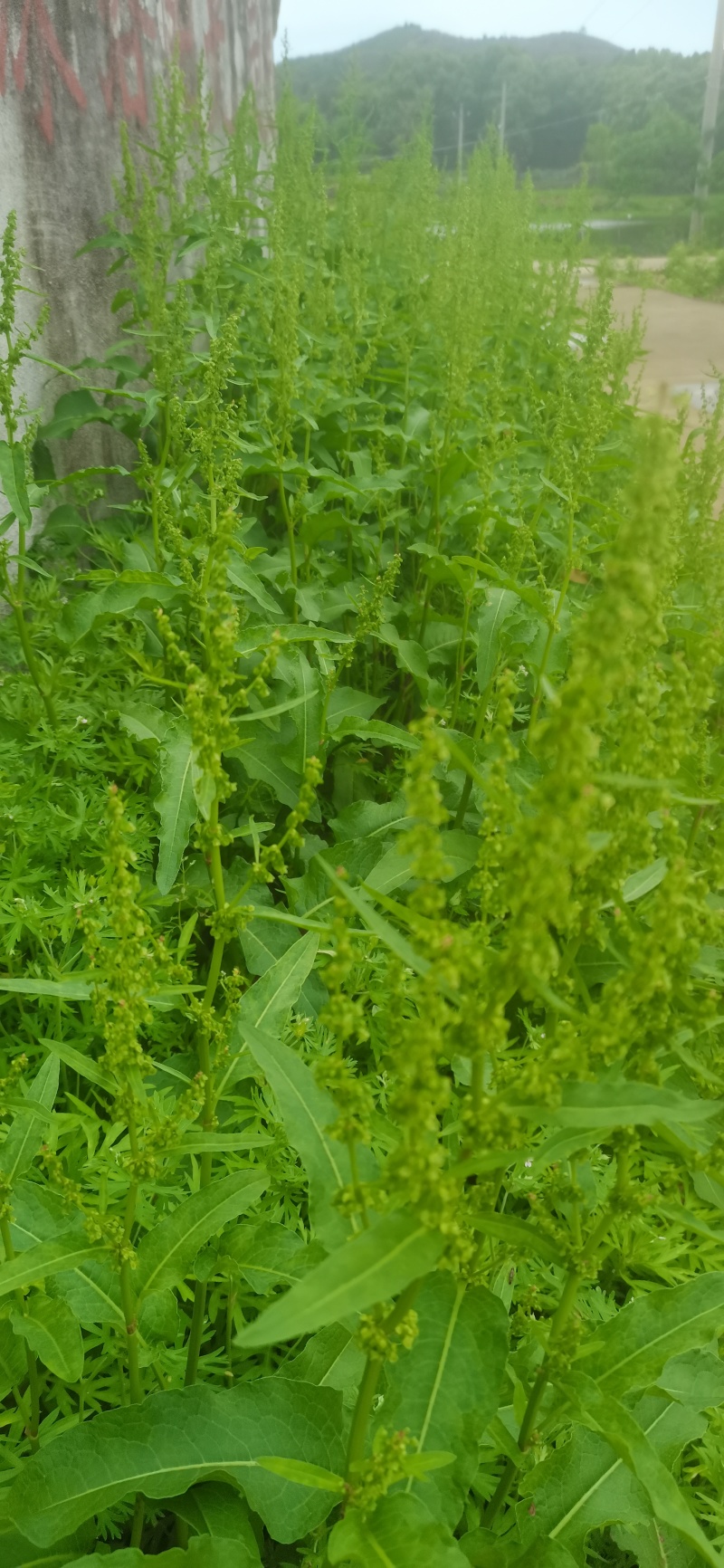 纯野生的土大黄