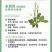 纯野生的车前草